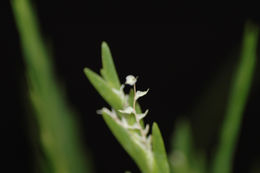 Image de Lockhartia lunifera (Lindl.) Rchb. fil.