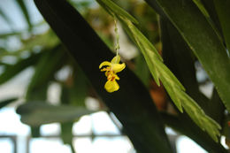 Image of Lockhartia lunifera (Lindl.) Rchb. fil.