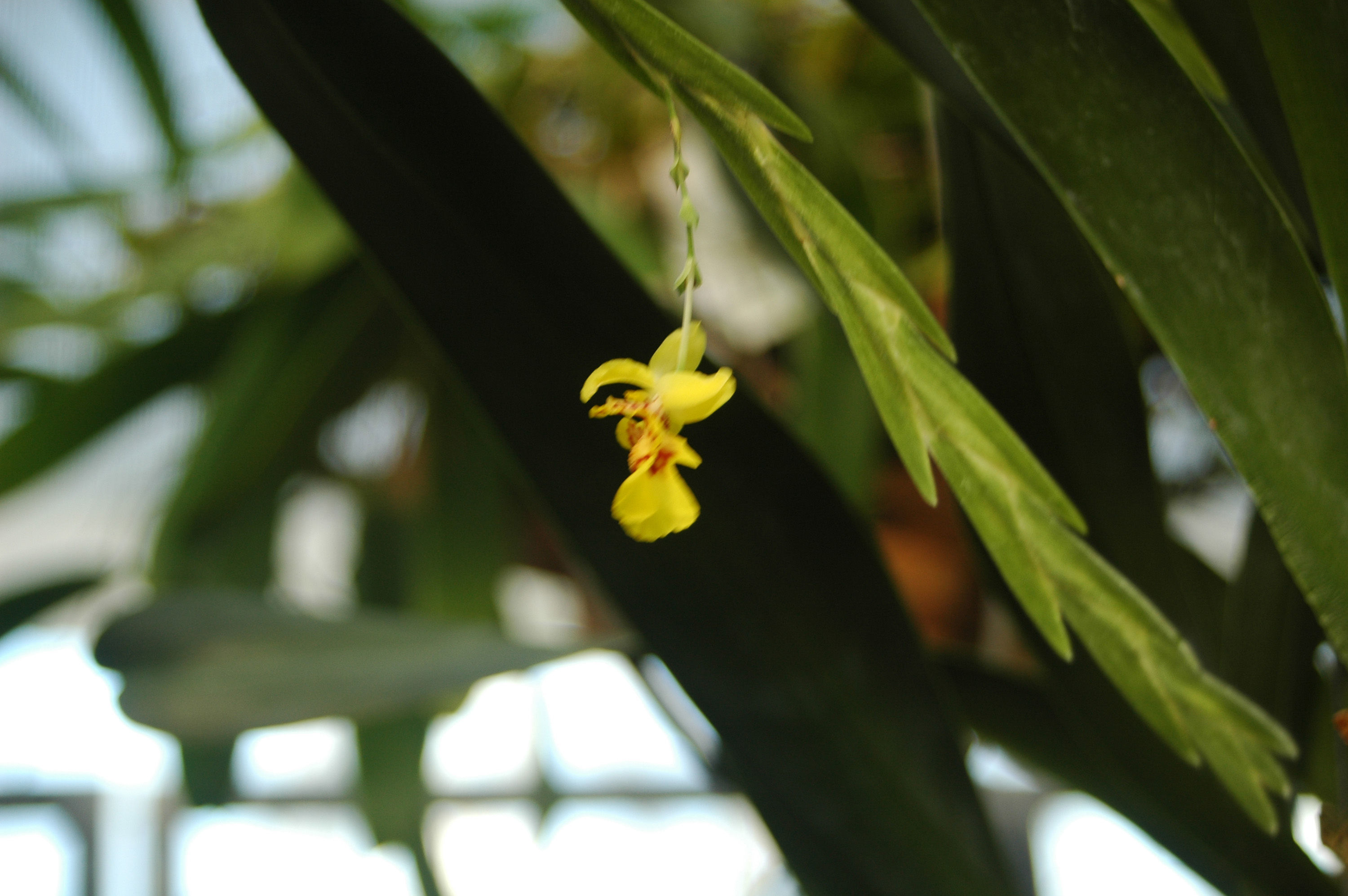 Image de Lockhartia lunifera (Lindl.) Rchb. fil.