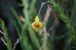 Image of Lockhartia lunifera (Lindl.) Rchb. fil.