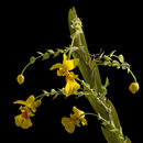 Image of Lockhartia oerstedii Rchb. fil.