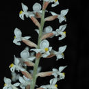 Image of Twisty-flowered Orchid