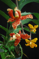 صورة Ludisia discolor (Ker Gawl.) Blume