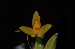 Image of lycaste