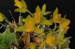 Image of Sweet scented Lycaste