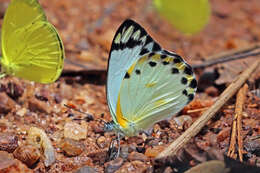 Image of Belenois theora (Doubleday 1846)