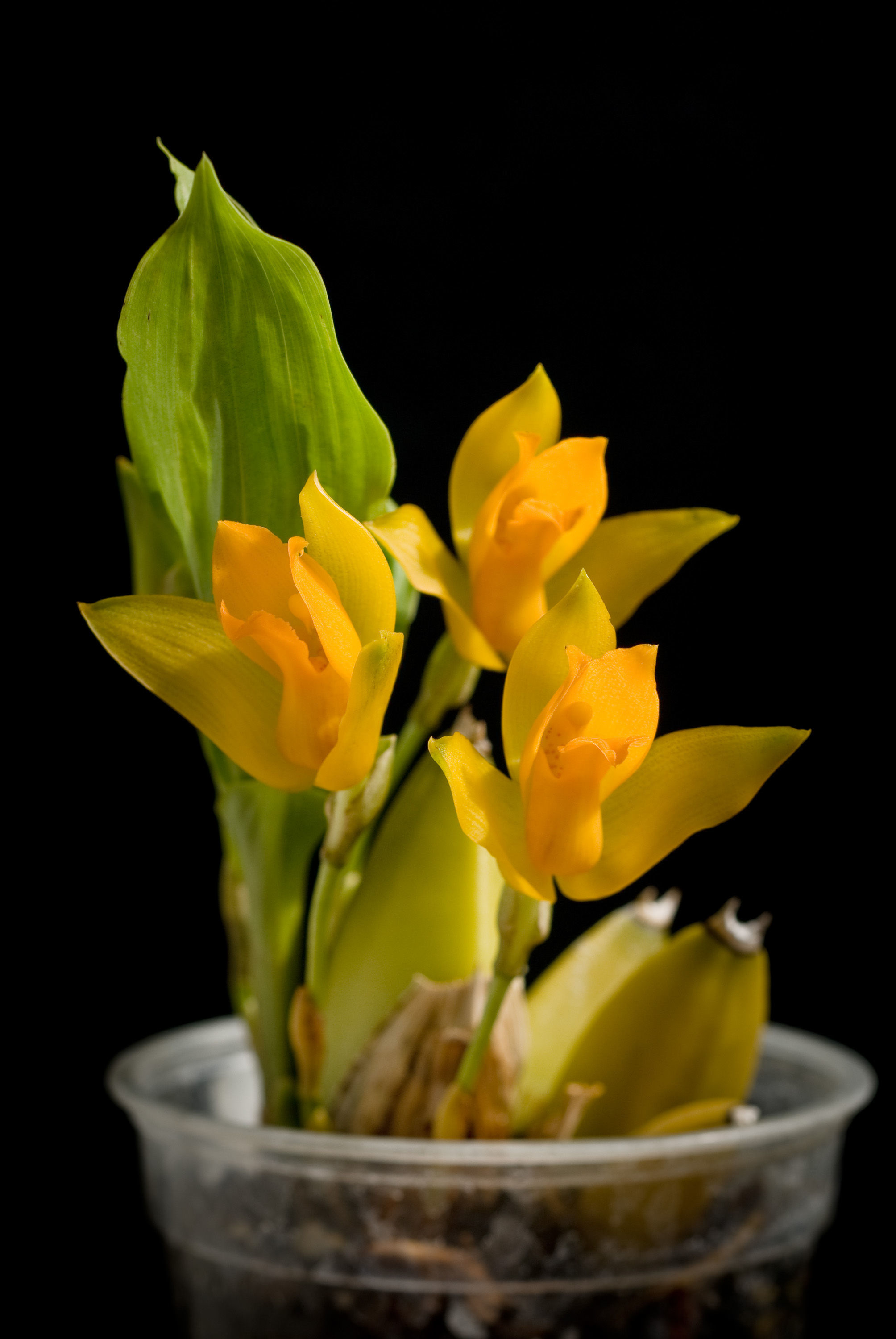 Image of Sweet scented Lycaste