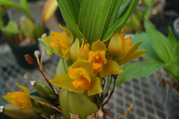 Imagem de Lycaste aromatica (Graham) Lindl.