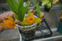 Image of Sweet scented Lycaste