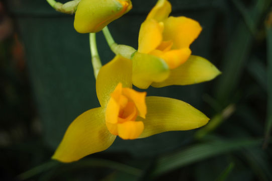 Image of Sweet scented Lycaste