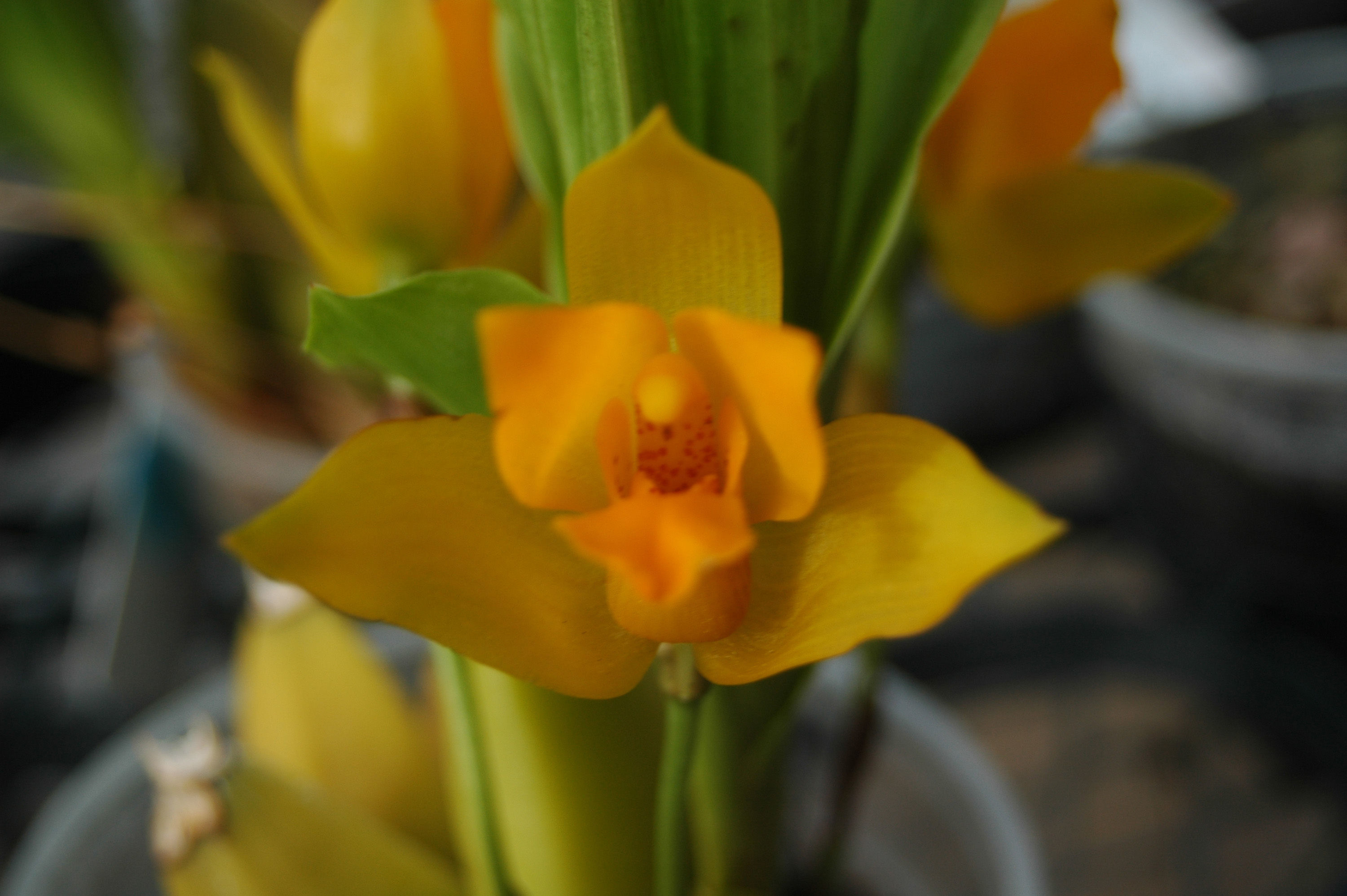 Imagem de Lycaste aromatica (Graham) Lindl.