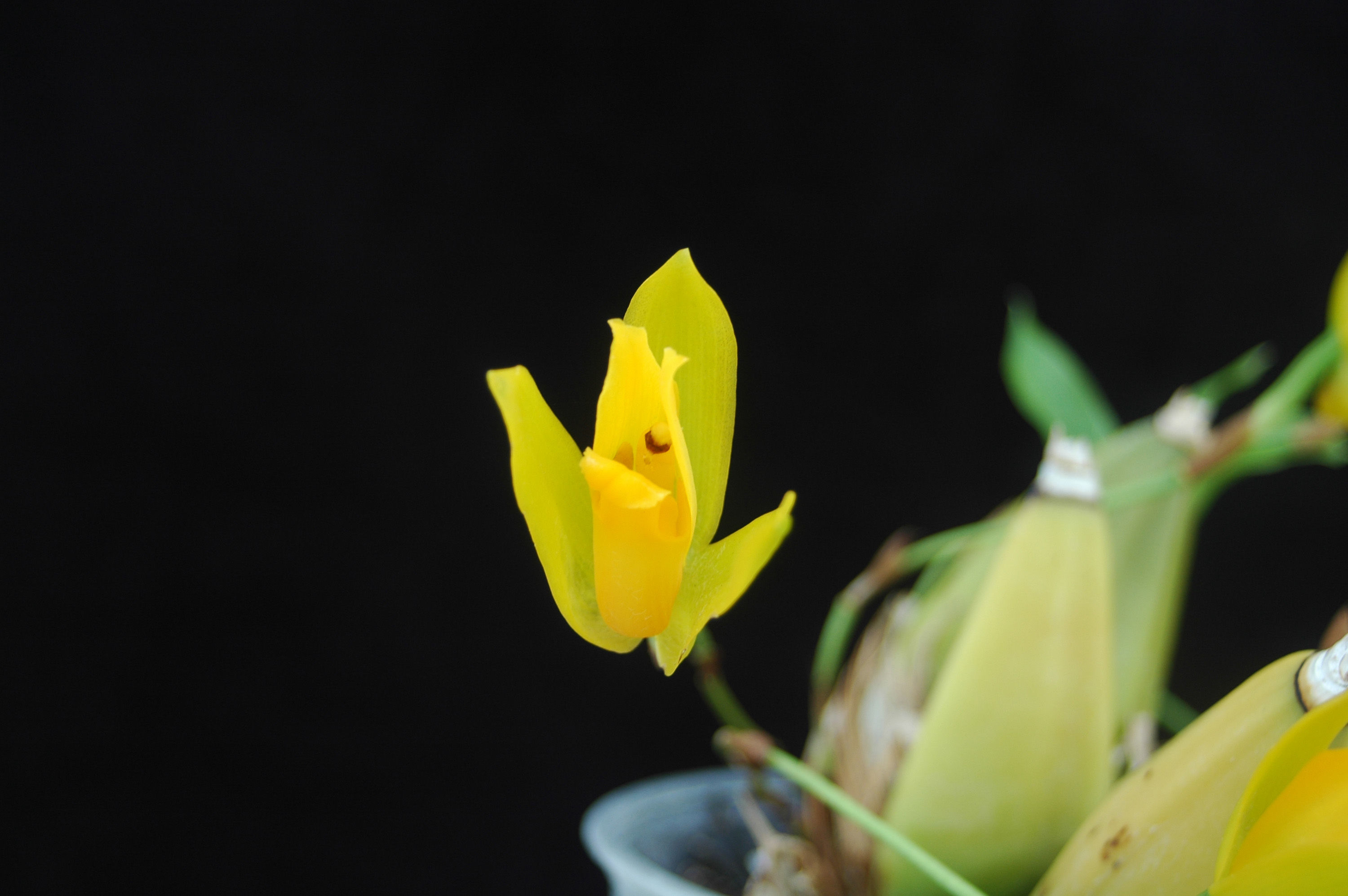 Imagem de Lycaste aromatica (Graham) Lindl.