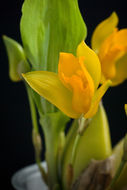 Image of Sweet scented Lycaste