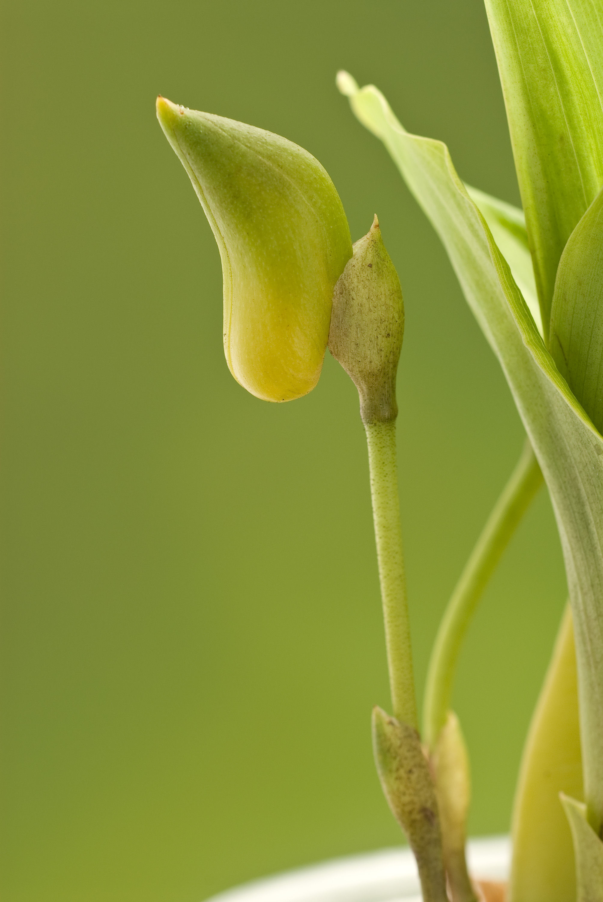 Image of Sweet scented Lycaste