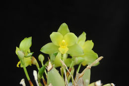 Image of Lycaste campbellii C. Schweinf.