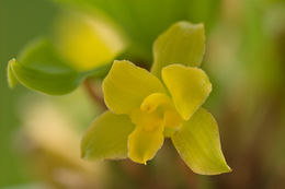 Sivun Lycaste campbellii C. Schweinf. kuva