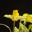 Image of Lycaste consobrina Rchb. fil.