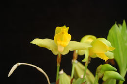 Image of Lycaste consobrina Rchb. fil.