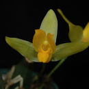 Image of Lycaste cruenta (Lindl.) Lindl.