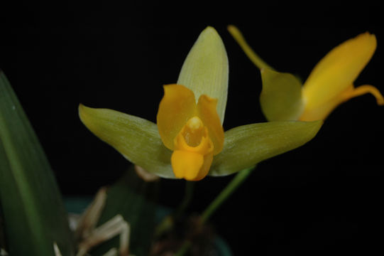 Imagem de Lycaste cruenta (Lindl.) Lindl.