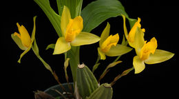 Imagem de Lycaste cruenta (Lindl.) Lindl.