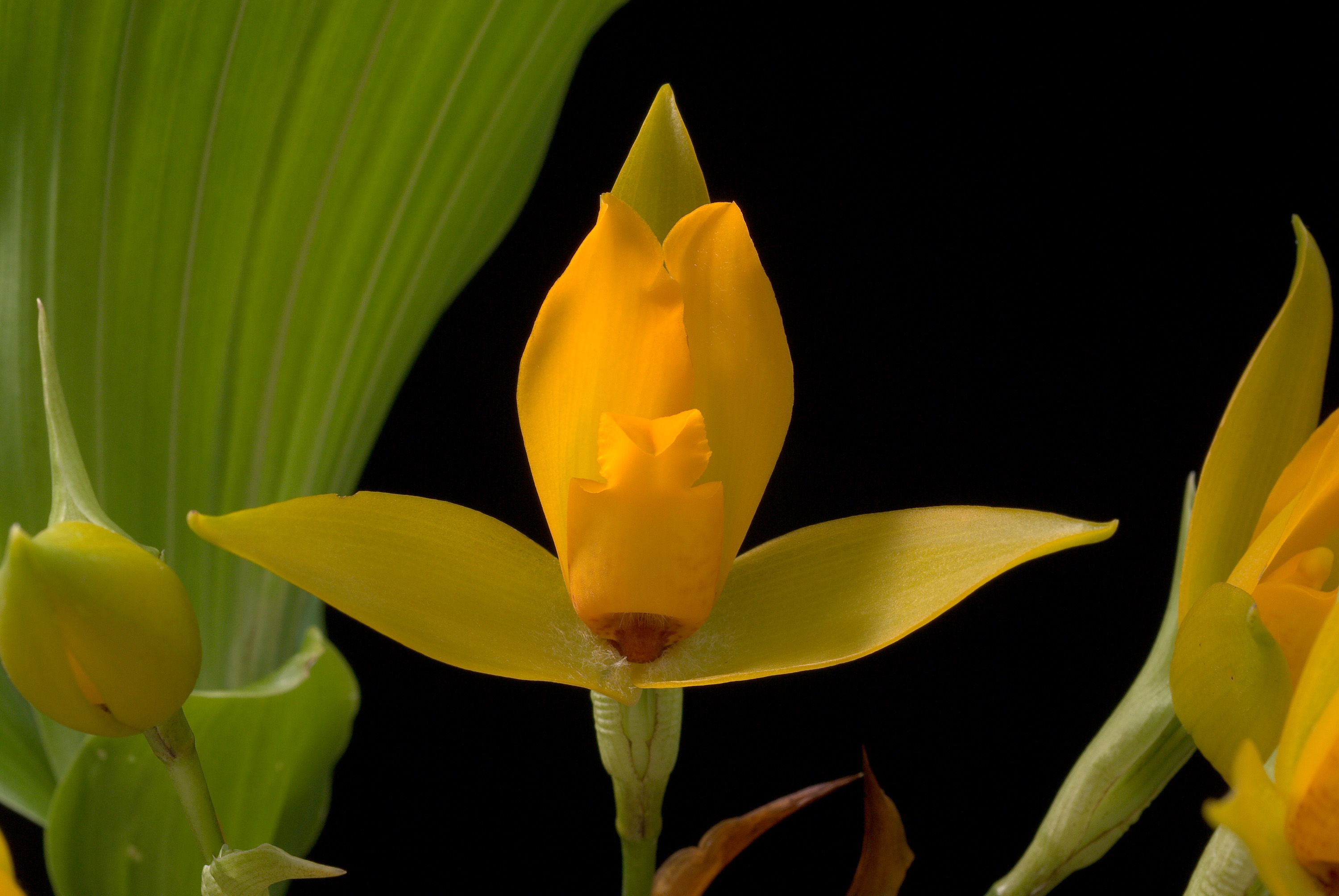 Imagem de Lycaste cruenta (Lindl.) Lindl.