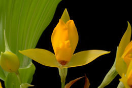 Imagem de Lycaste cruenta (Lindl.) Lindl.