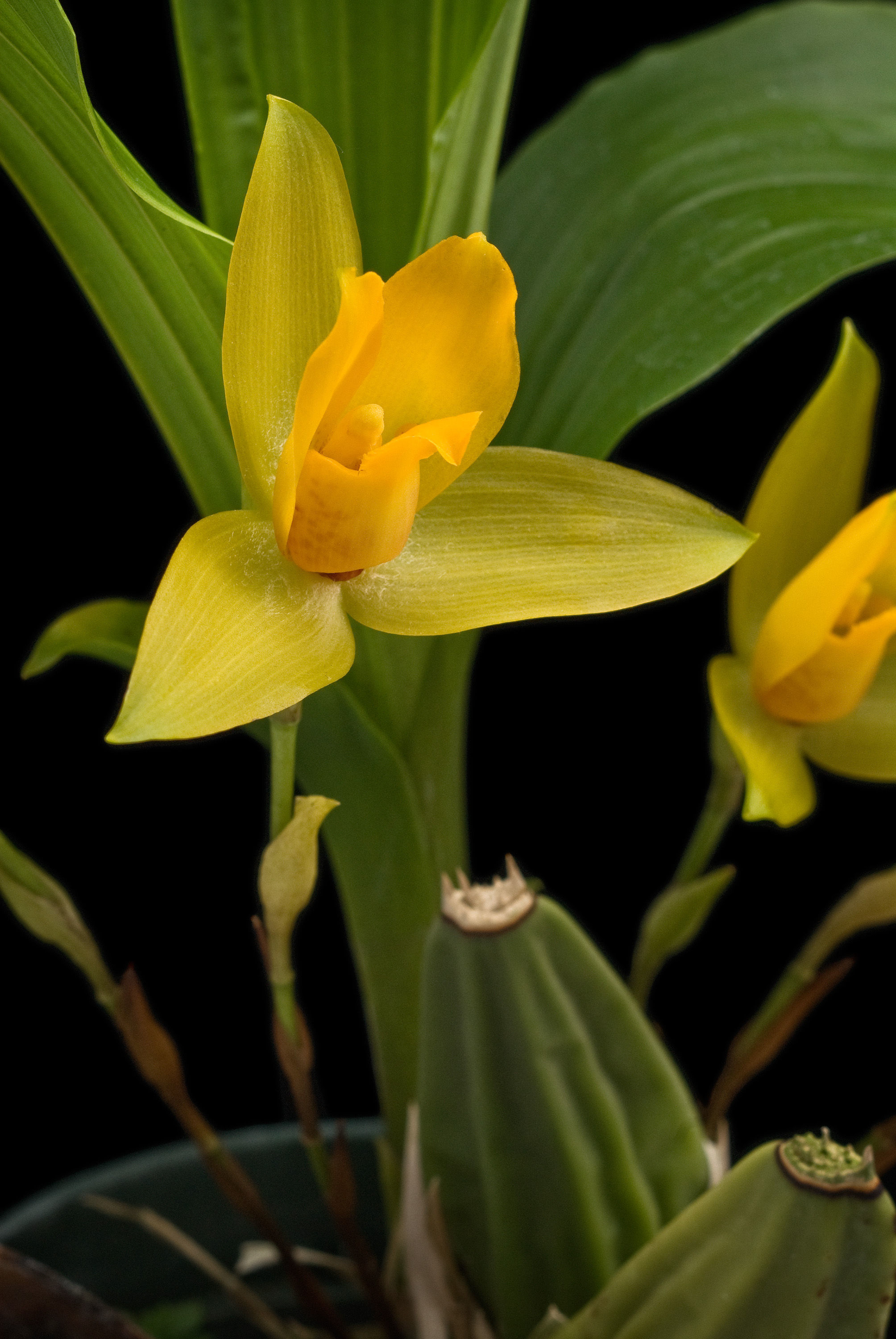 Imagem de Lycaste cruenta (Lindl.) Lindl.