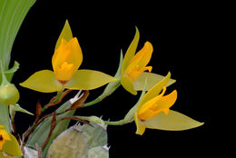 Imagem de Lycaste cruenta (Lindl.) Lindl.