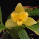 Image of Lycaste macrobulbon (Hook.) Lindl.