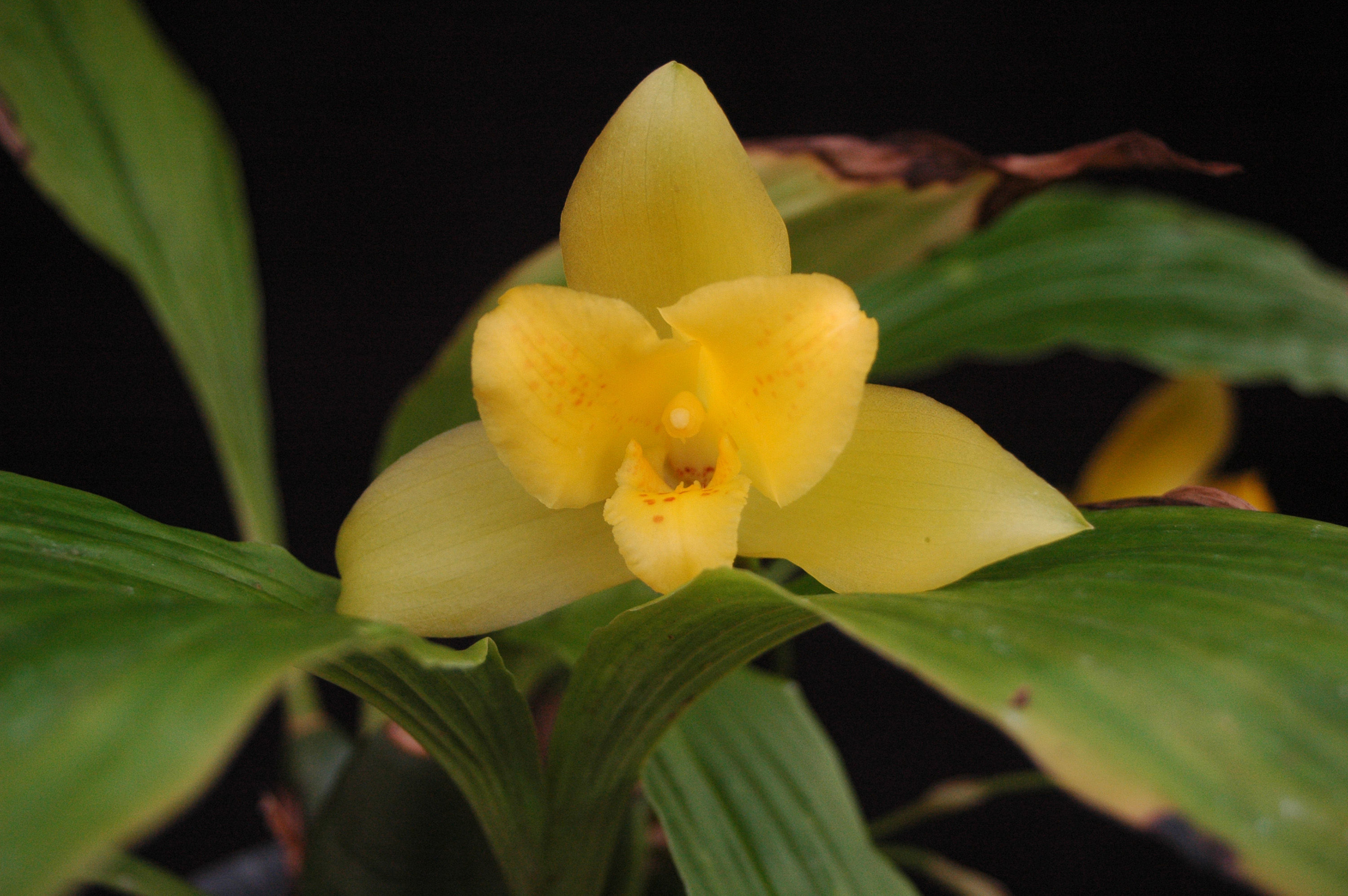 Image of Lycaste macrobulbon (Hook.) Lindl.