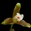 Image of Orchid