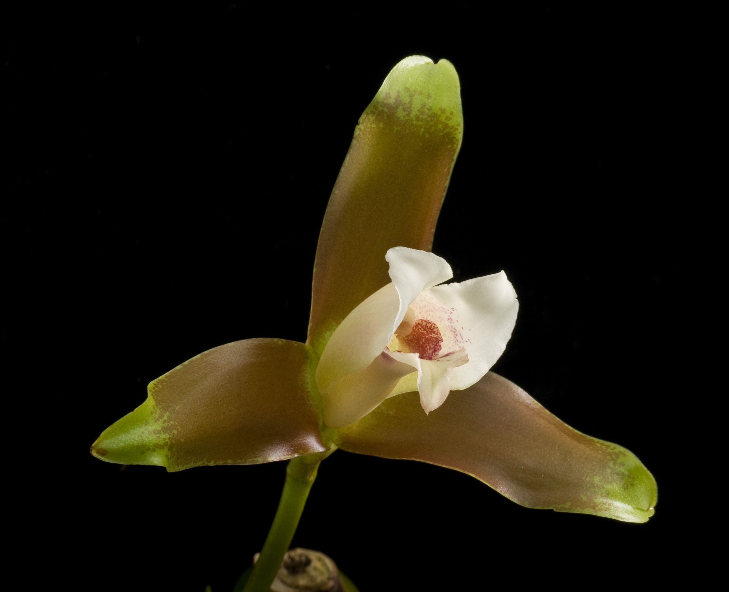 Image of Orchid