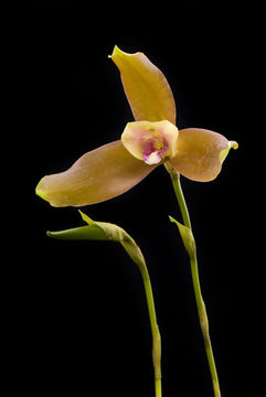Image of <i>Lycaste schilleriana</i> Rchb. fil.