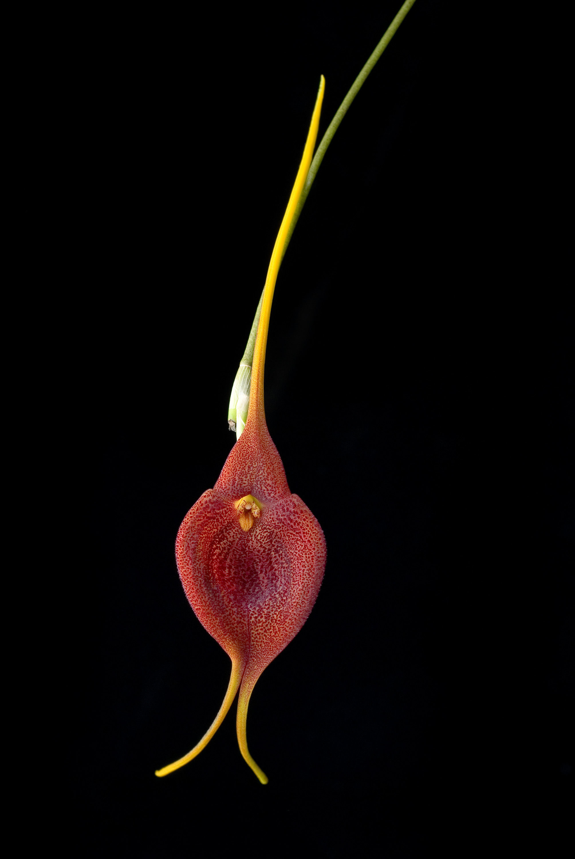 Image of Masdevallia ayabacana Luer