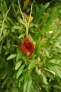 Image of Masdevallia ayabacana Luer