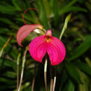 Imagem de Masdevallia coccinea Linden ex Lindl.