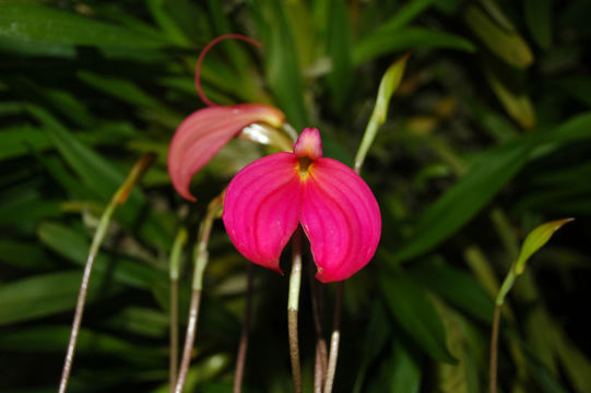 Sivun Masdevallia coccinea Linden ex Lindl. kuva