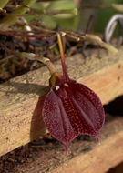 Imagem de Masdevallia tuerckheimii Ames