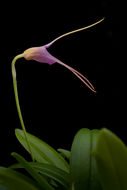 Image of Masdevallia glandulosa Königer