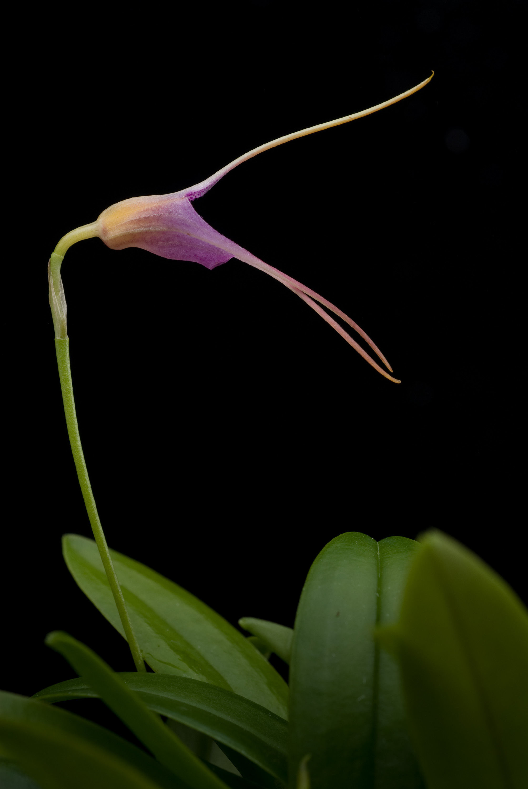 Image of Masdevallia glandulosa Königer