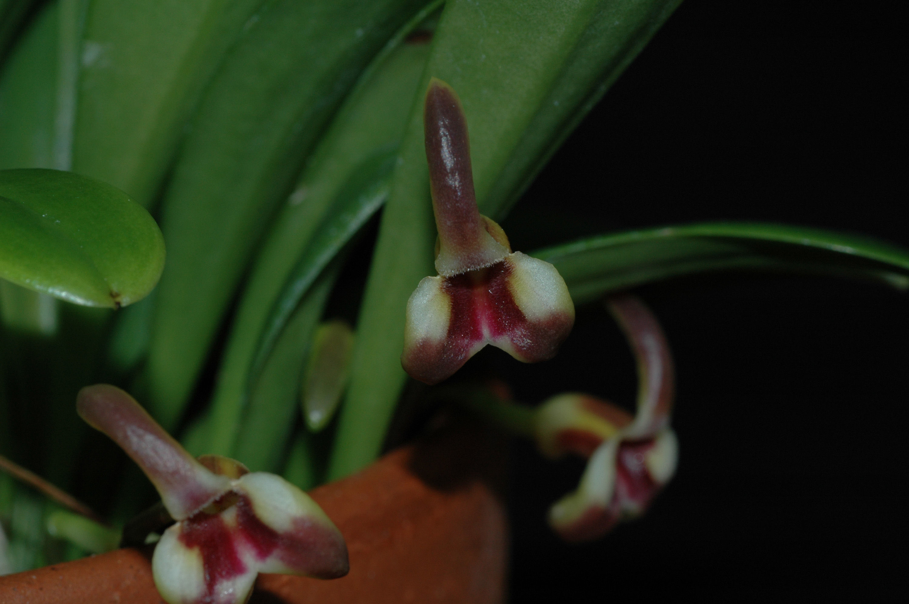 Image of Masdevallia livingstoneana Roezl ex Rchb. fil.