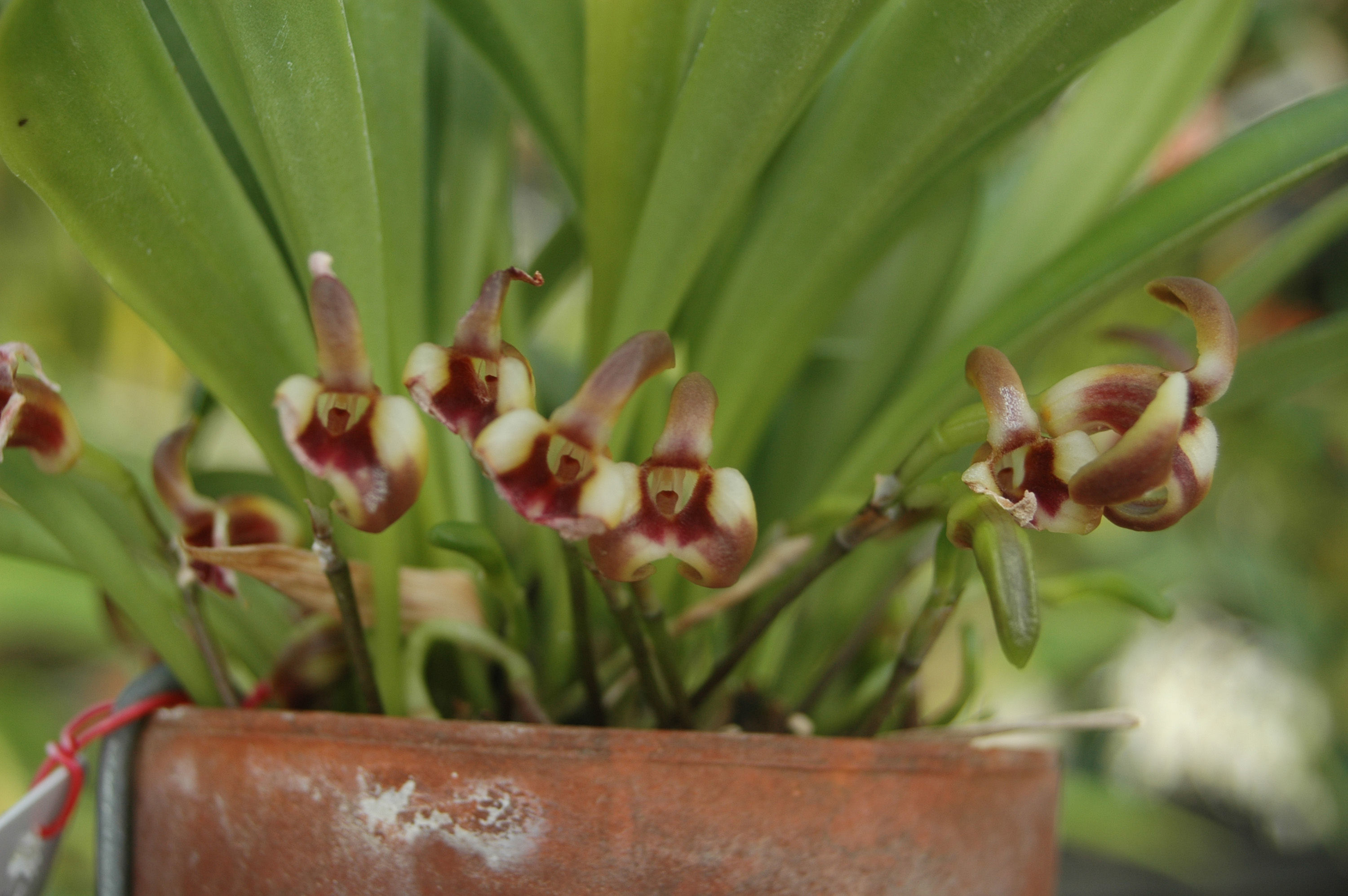 Image of Masdevallia livingstoneana Roezl ex Rchb. fil.