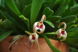 Image of Masdevallia livingstoneana Roezl ex Rchb. fil.