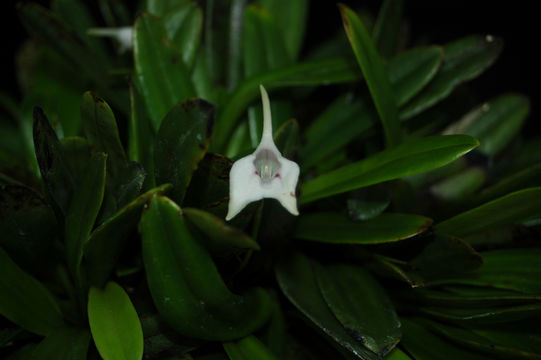 Masdevallia nicaraguae Luer的圖片