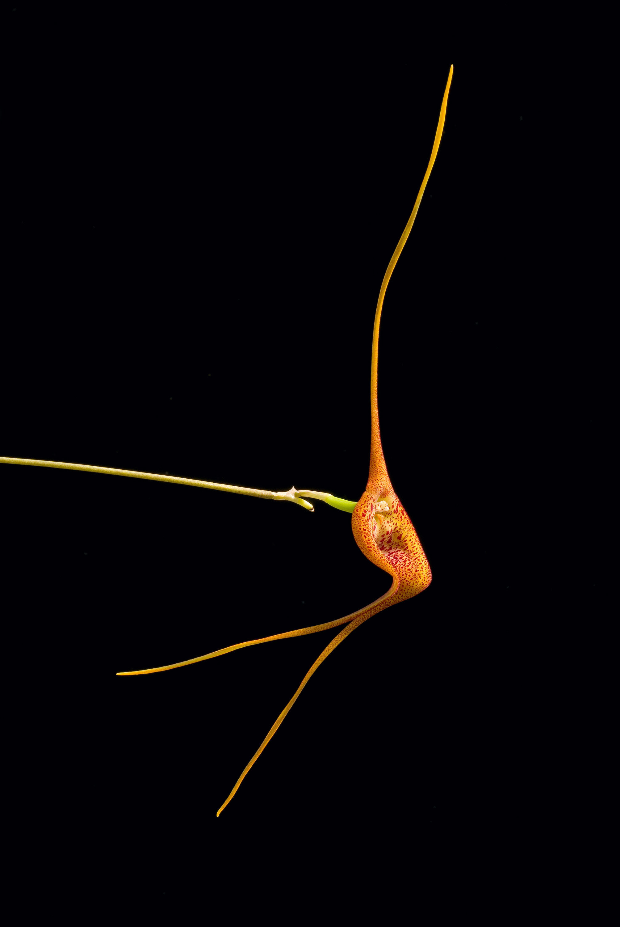 Image of Masdevallia princeps Luer