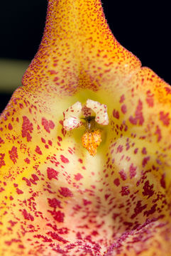 Image of Masdevallia princeps Luer