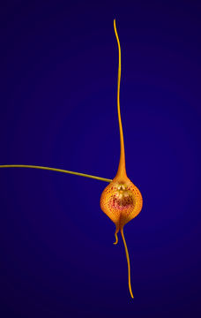 Image of Masdevallia princeps Luer