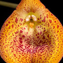 Image de Masdevallia princeps Luer