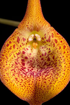 Image of Masdevallia princeps Luer